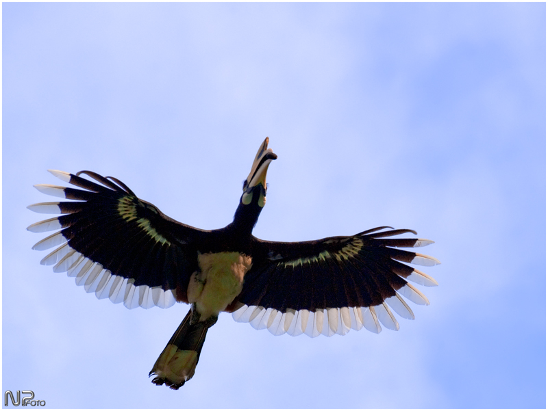 Hornbill im Flug