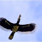 Hornbill im Flug