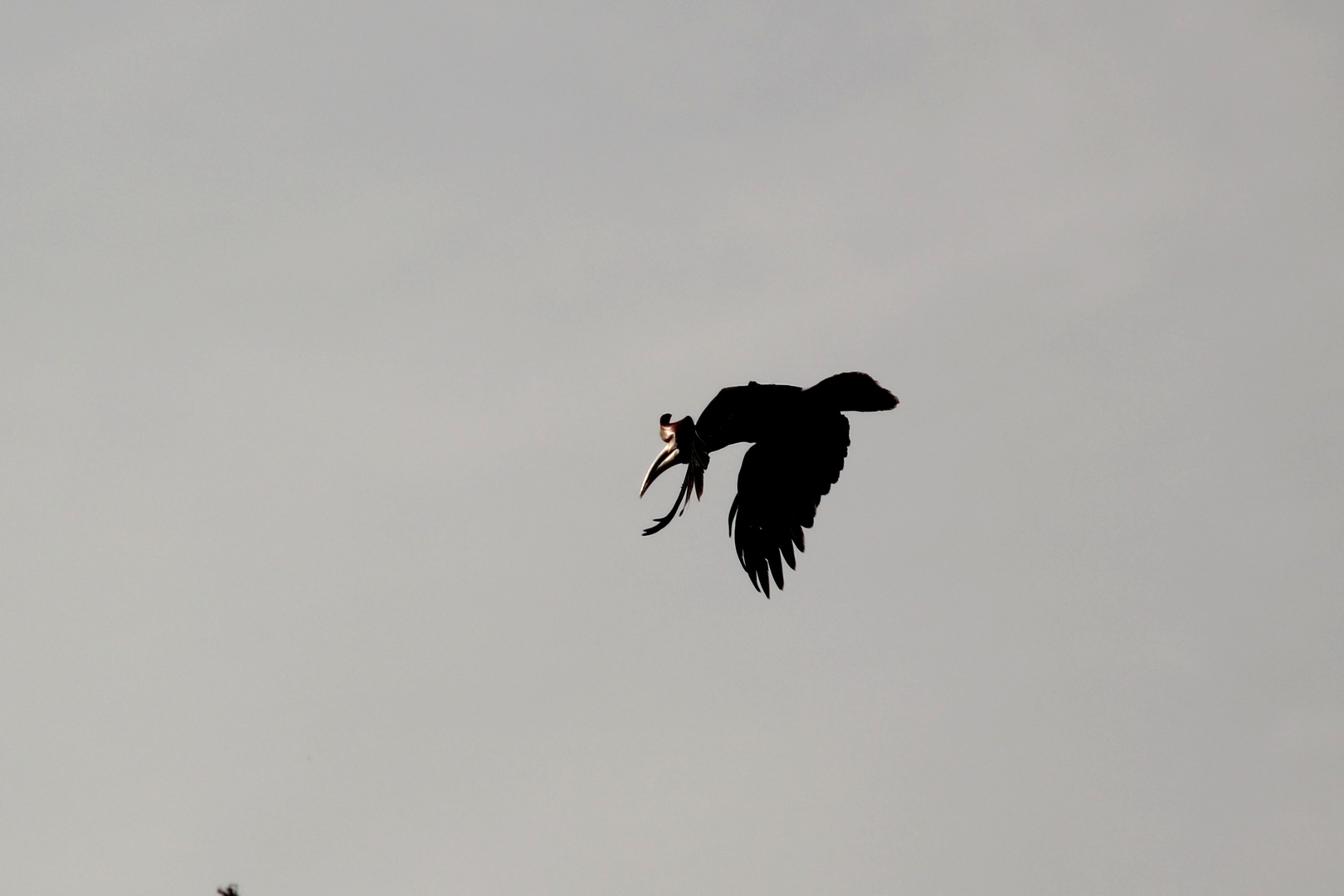 Hornbill im Flug Malaysia