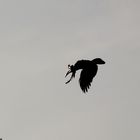 Hornbill im Flug Malaysia