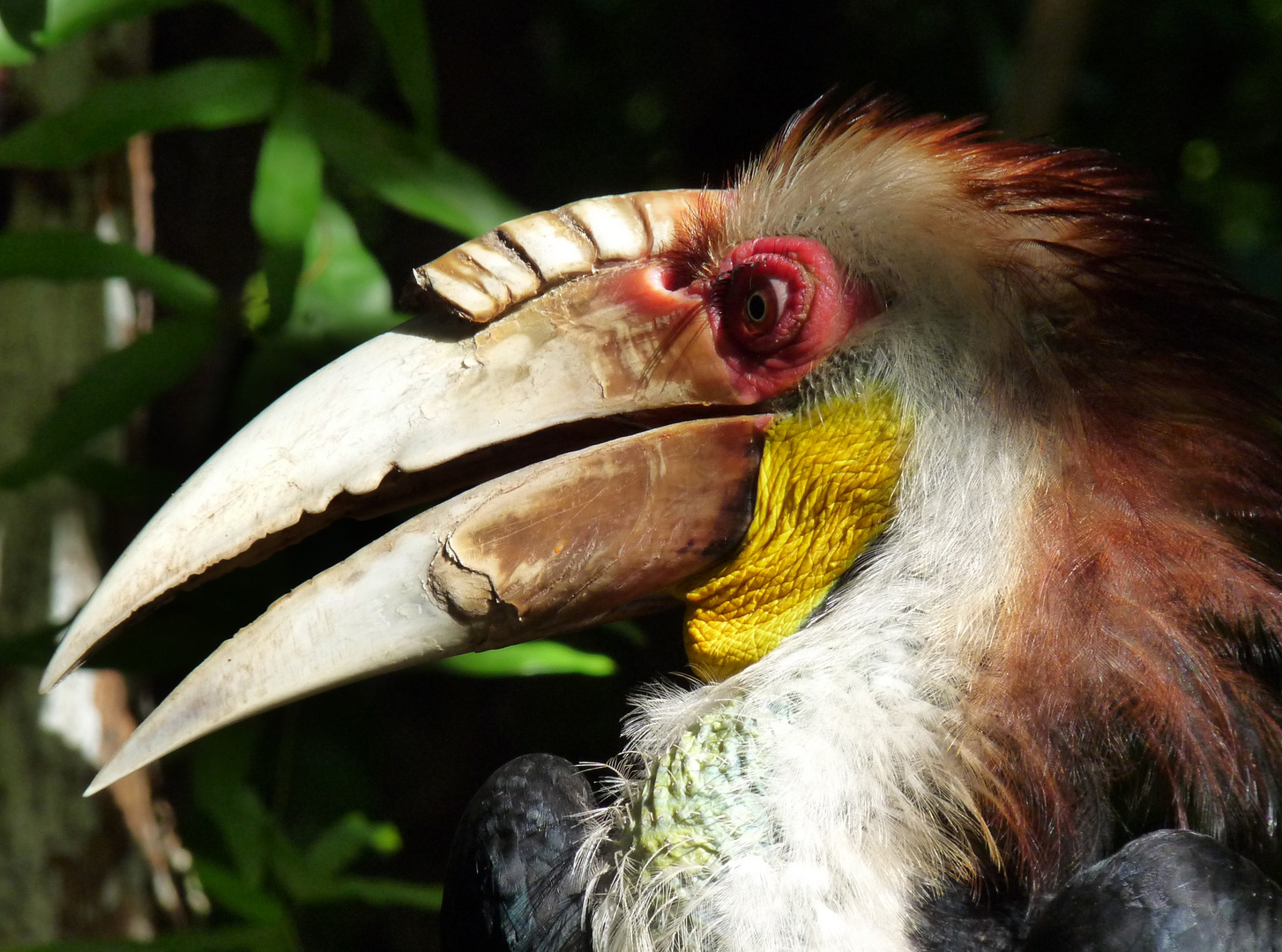 Hornbill in Kota Kinabalu, Sabah, Borneo, Malaysia