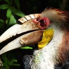 Hornbill in Kota Kinabalu, Sabah, Borneo, Malaysia