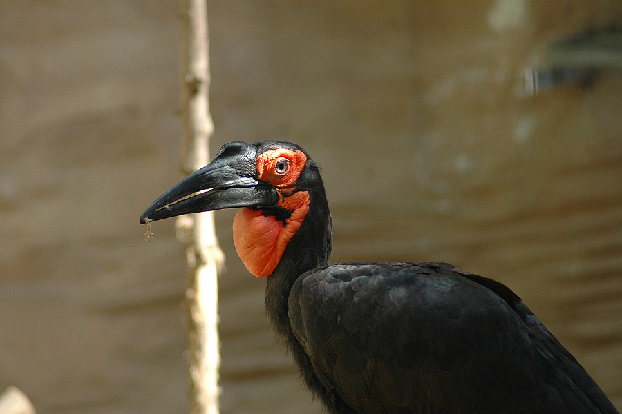 Hornbill - Konserve