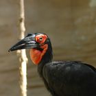 Hornbill - Konserve