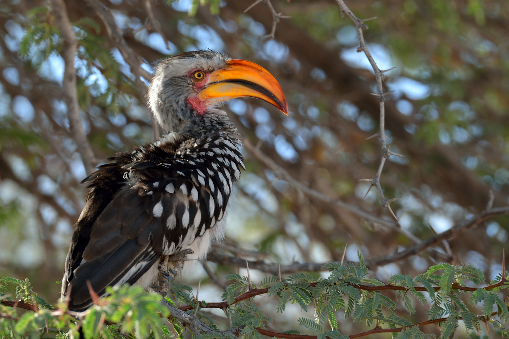 Hornbill - Vogel 1