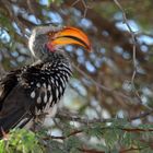 Hornbill - Vogel 1