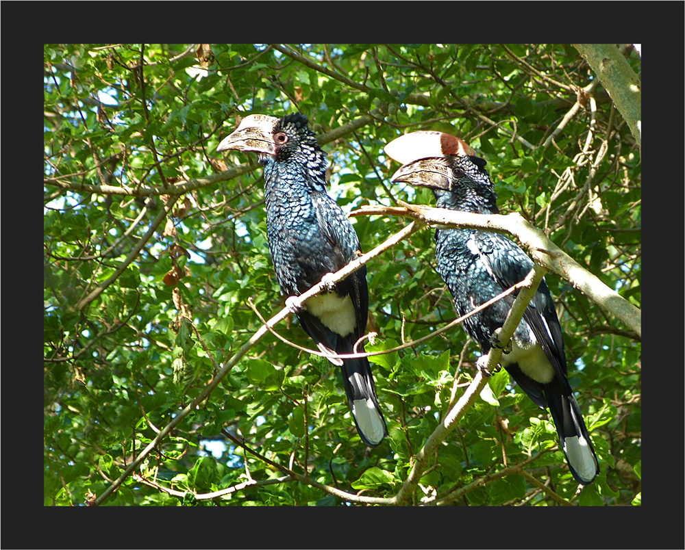 Hornbills