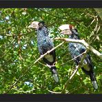 Hornbills