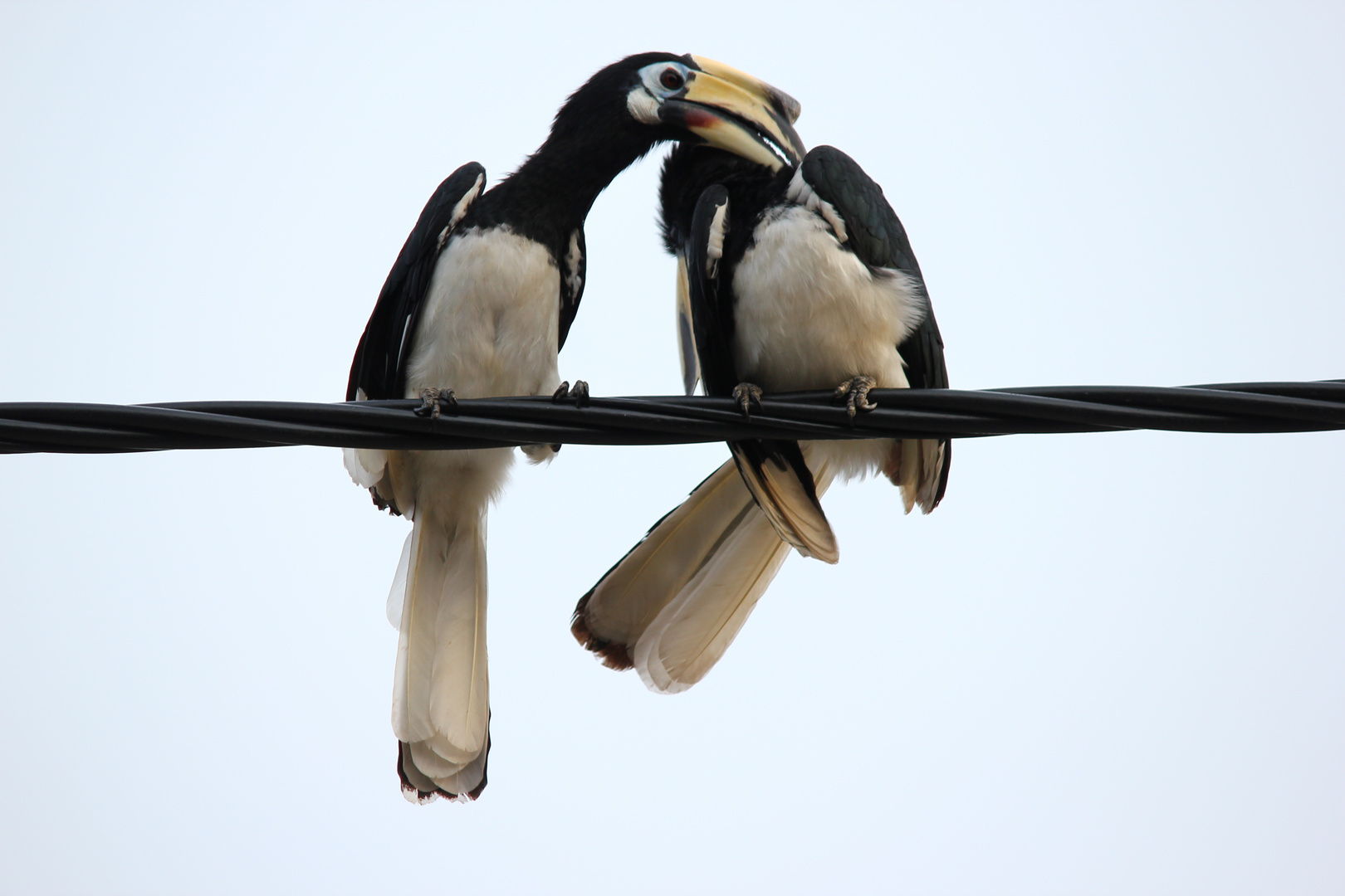 Hornbills