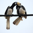 Hornbills