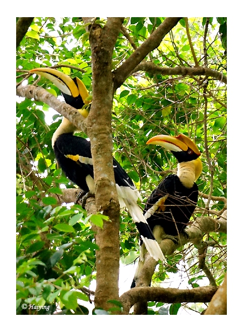 Hornbills