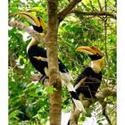 Hornbills