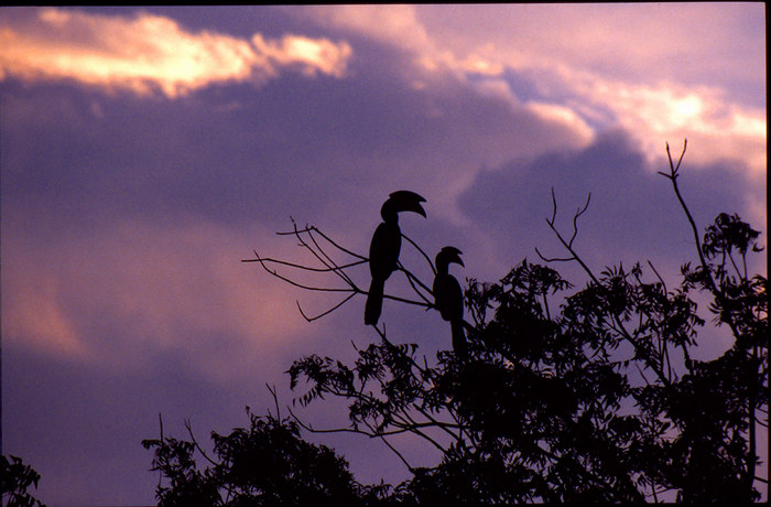 Hornbills at sunset