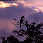 Hornbills at sunset