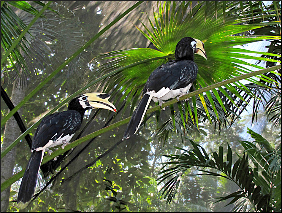 Hornbills