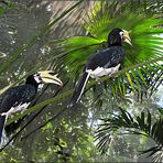 Hornbills