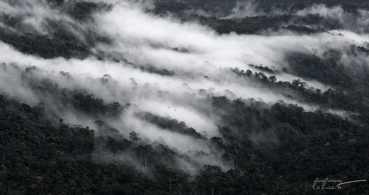 Hornbills, Mist & Gibboncalls