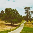 Hornbrunnenweg-Lörrach