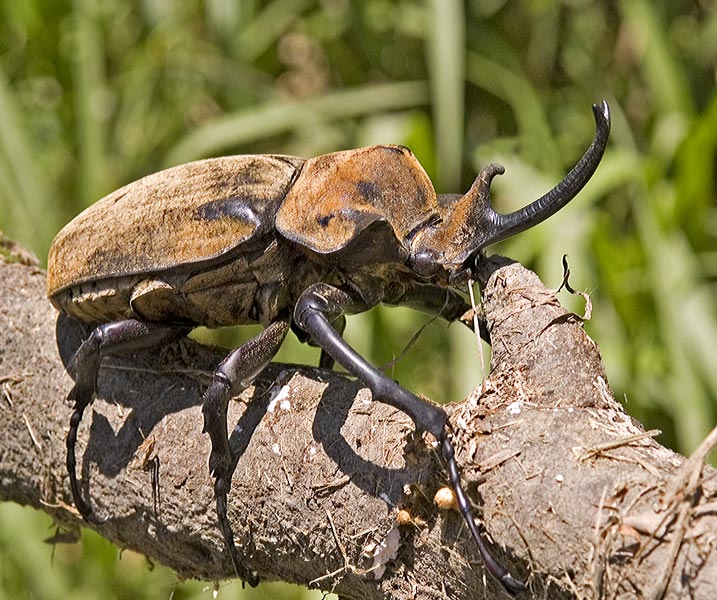 Horned Beetle