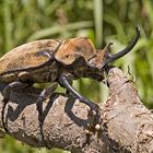 Horned Beetle