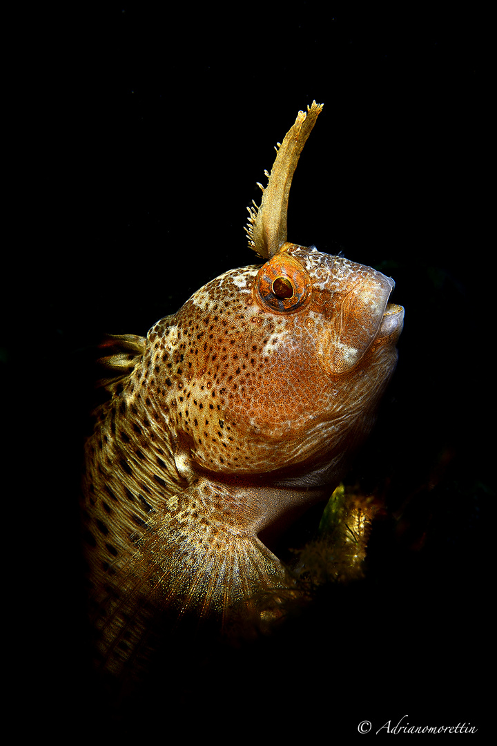 Horned blenny