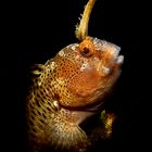 Horned blenny