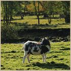 horned sheep near eals