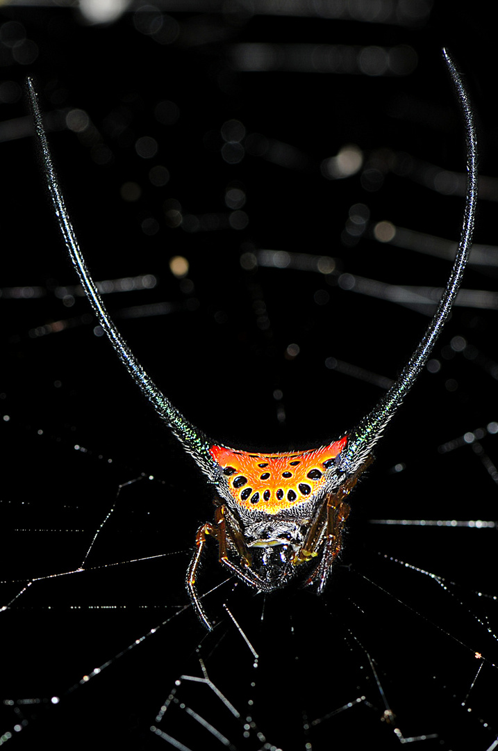 Horned Spider