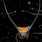 Horned Spider