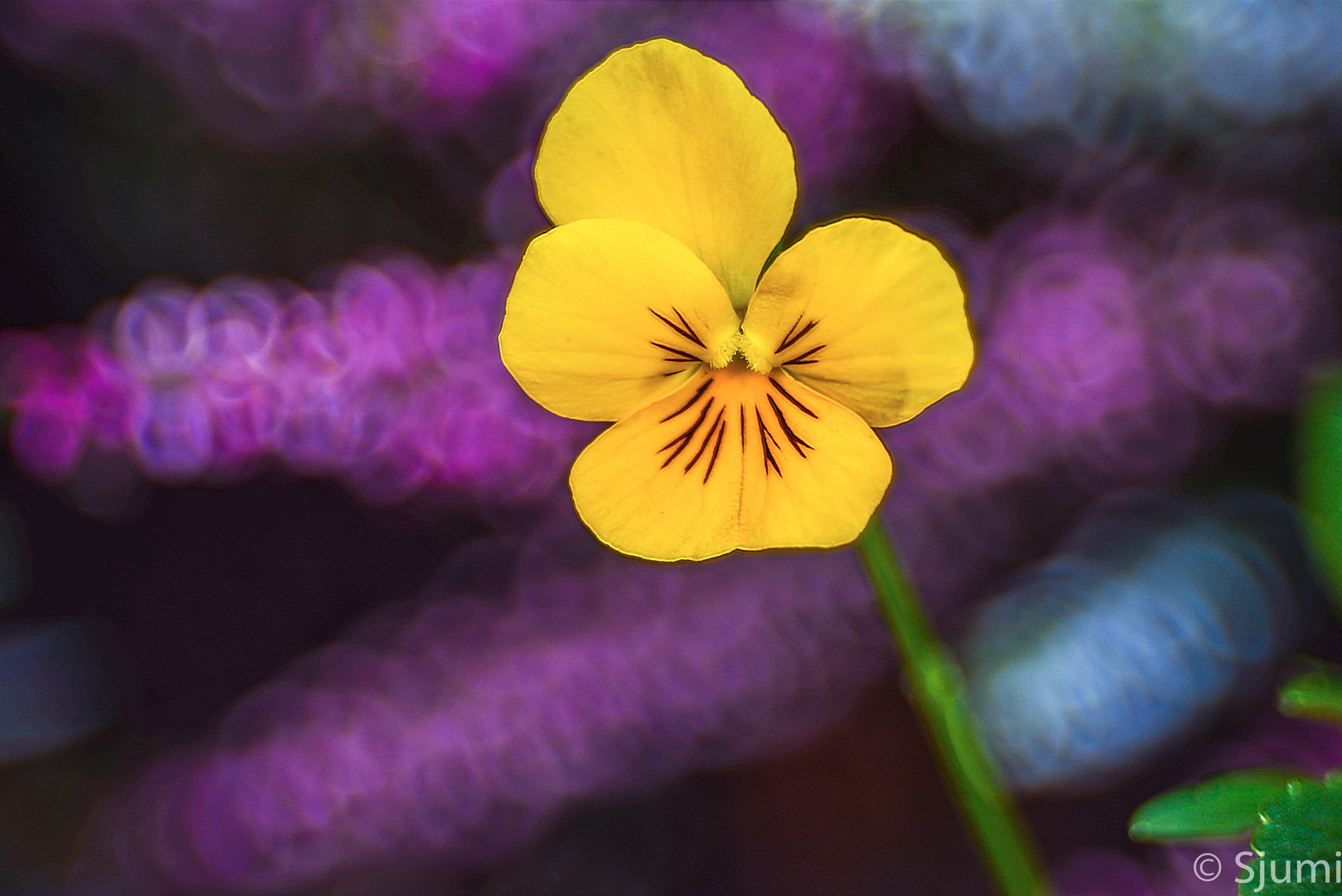 Horned violet and heather