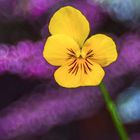 Horned violet and heather