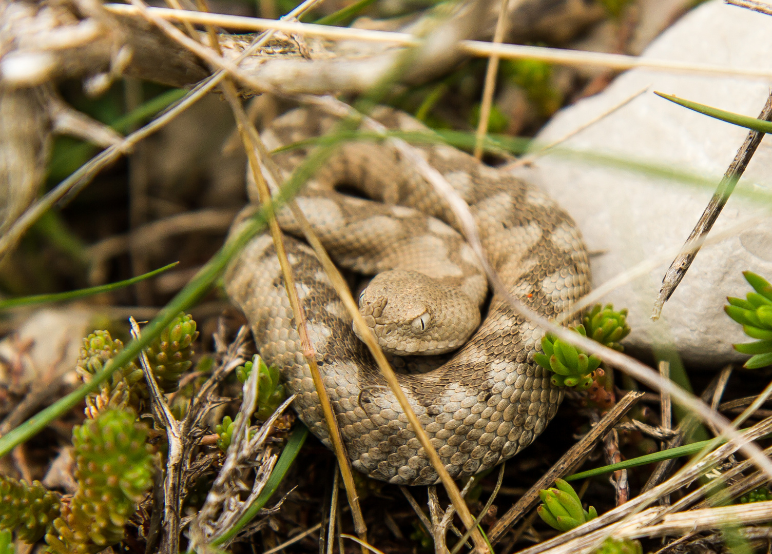 Horned Viper