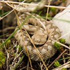 Horned Viper