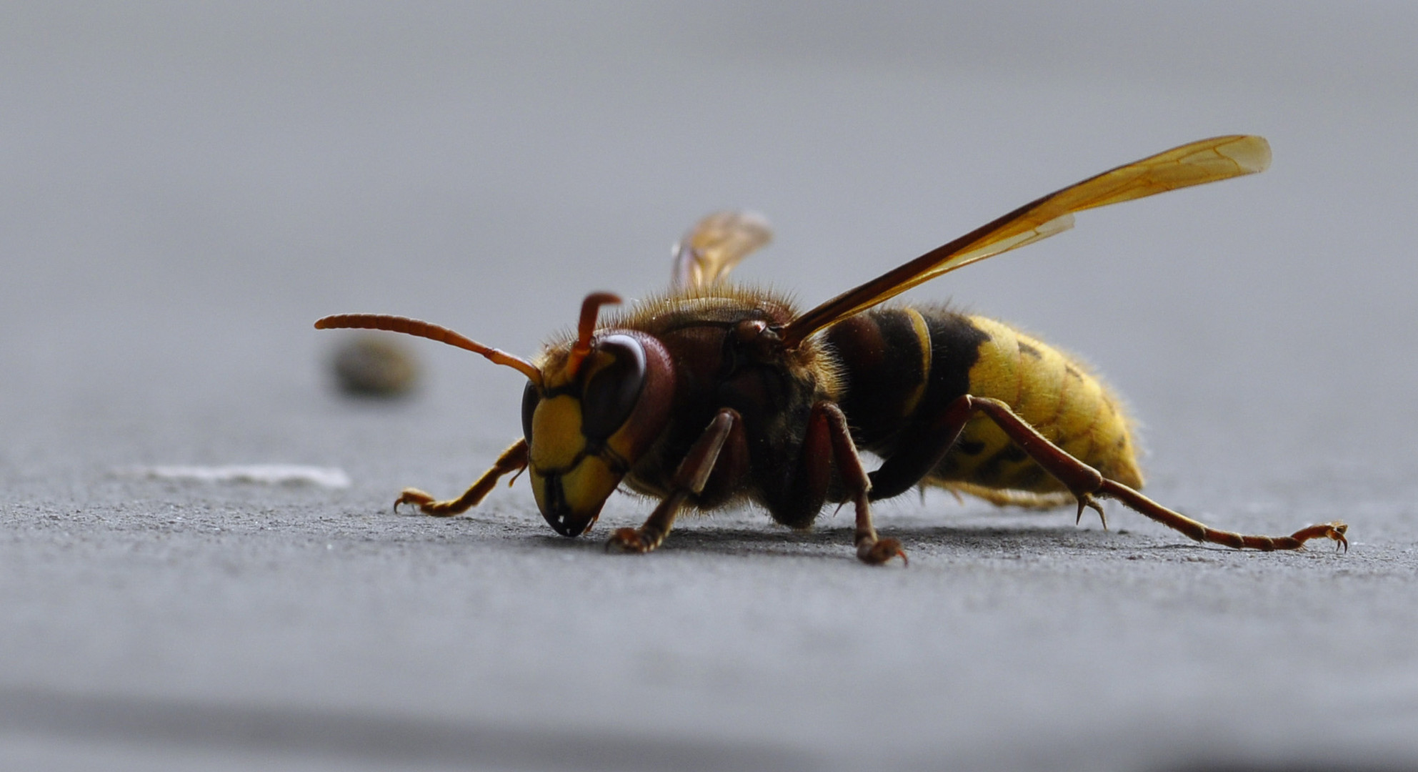 Hornet am Sterben