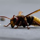 Hornet am Sterben