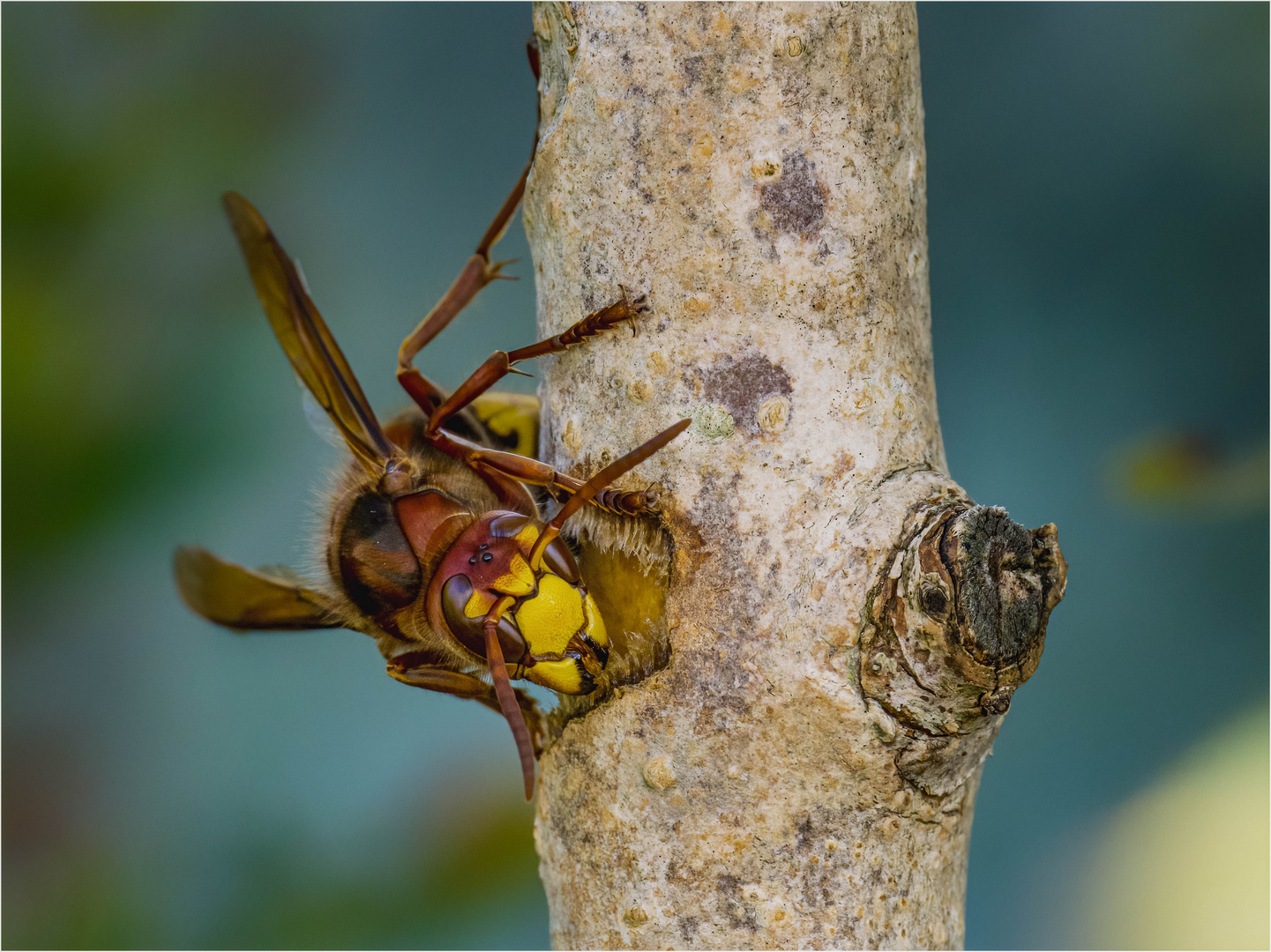 Hornet At Work