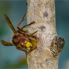 Hornet At Work