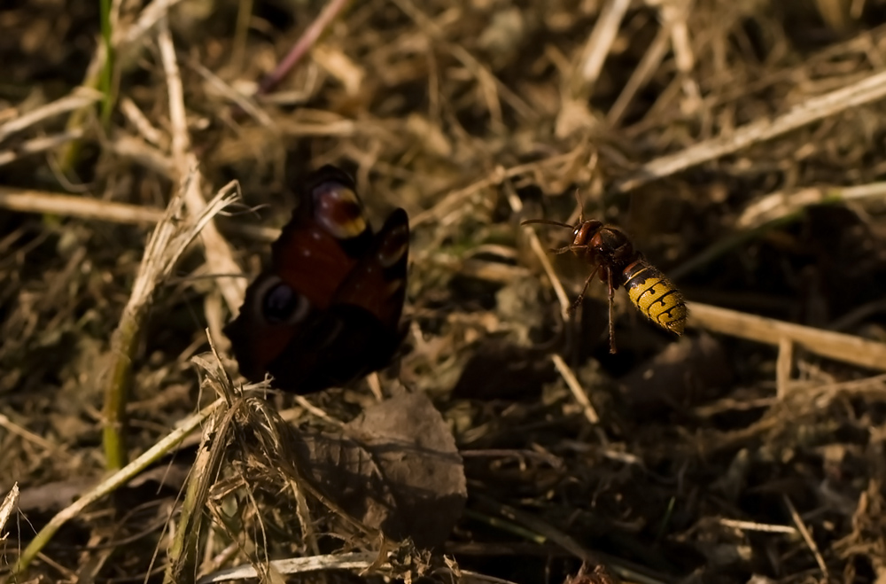 Hornet attacs a peacock butterfly