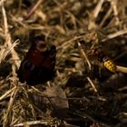 Hornet attacs a peacock butterfly