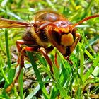 Hornet in grass  (Hornisse im Gras)