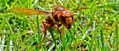 Hornet in grass  (Hornisse im Gras)