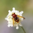 Hornet Mimic Hoverfly Macro - Volucella Zonaria