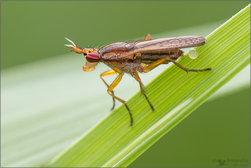 hornfliege 03/13 ( limnia unguicornis )