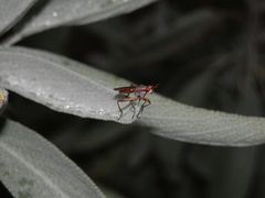 Hornfliege Dichetophora obliterata auf Salbei