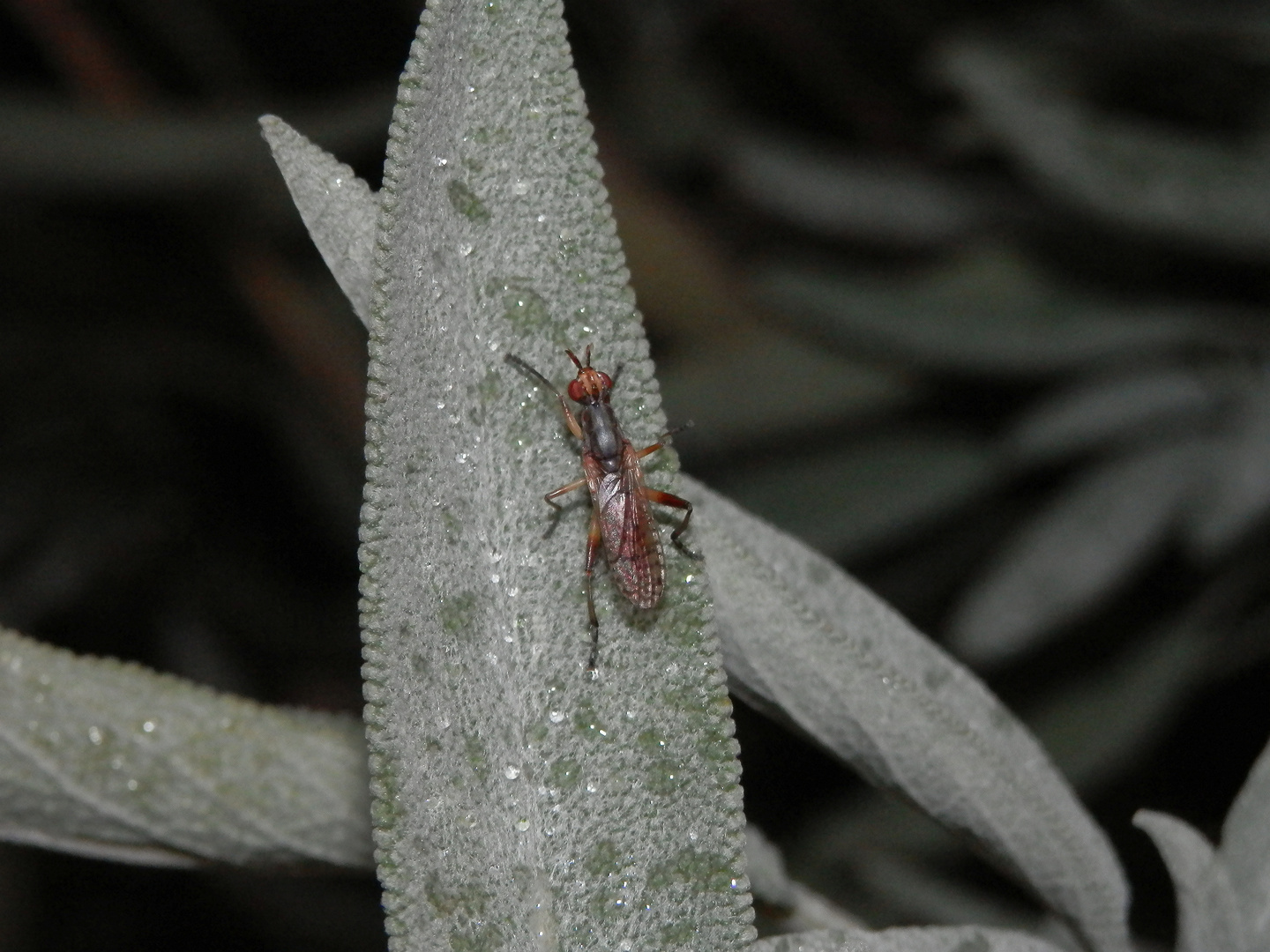 Hornfliege Dichetophora obliterata auf Salbei