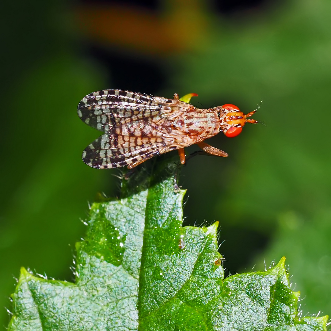 "Hornfliege" (Euthycera chaerophylli) *  siehe Anmerkung von F. Marquard