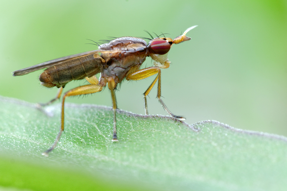 Hornfliege (Limnia unguicornis)