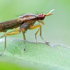 Hornfliege (Limnia unguicornis)