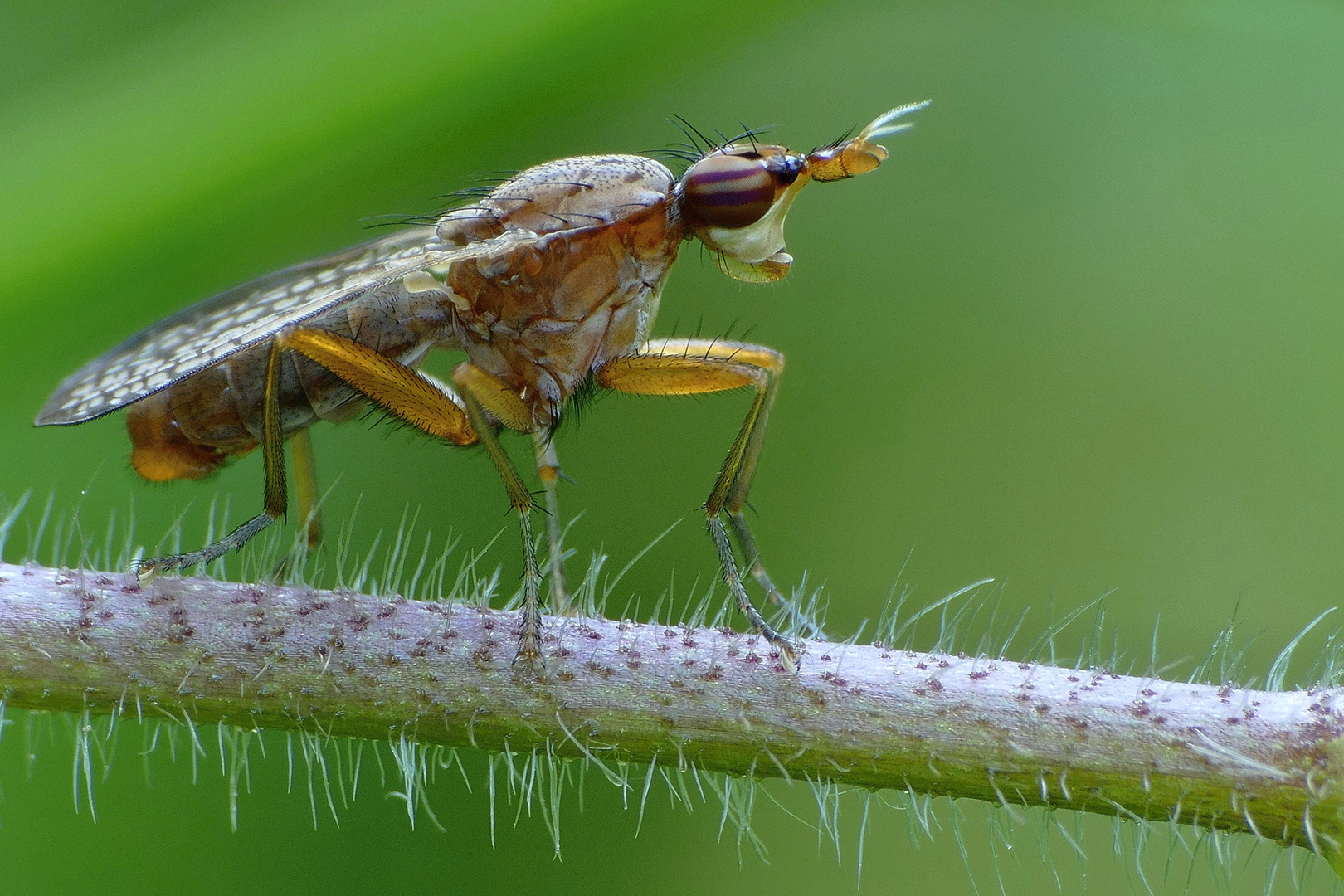 Hornfliege (Limnia unguicornis)