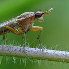 Hornfliege (Limnia unguicornis)